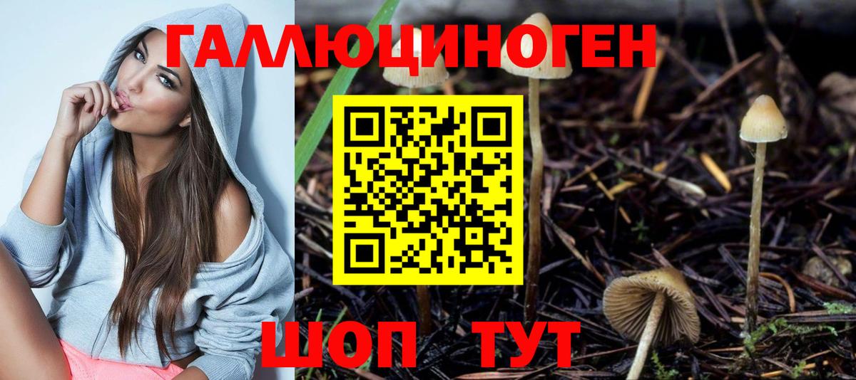 Псилоцибиновые грибы Psilocybe Назрань